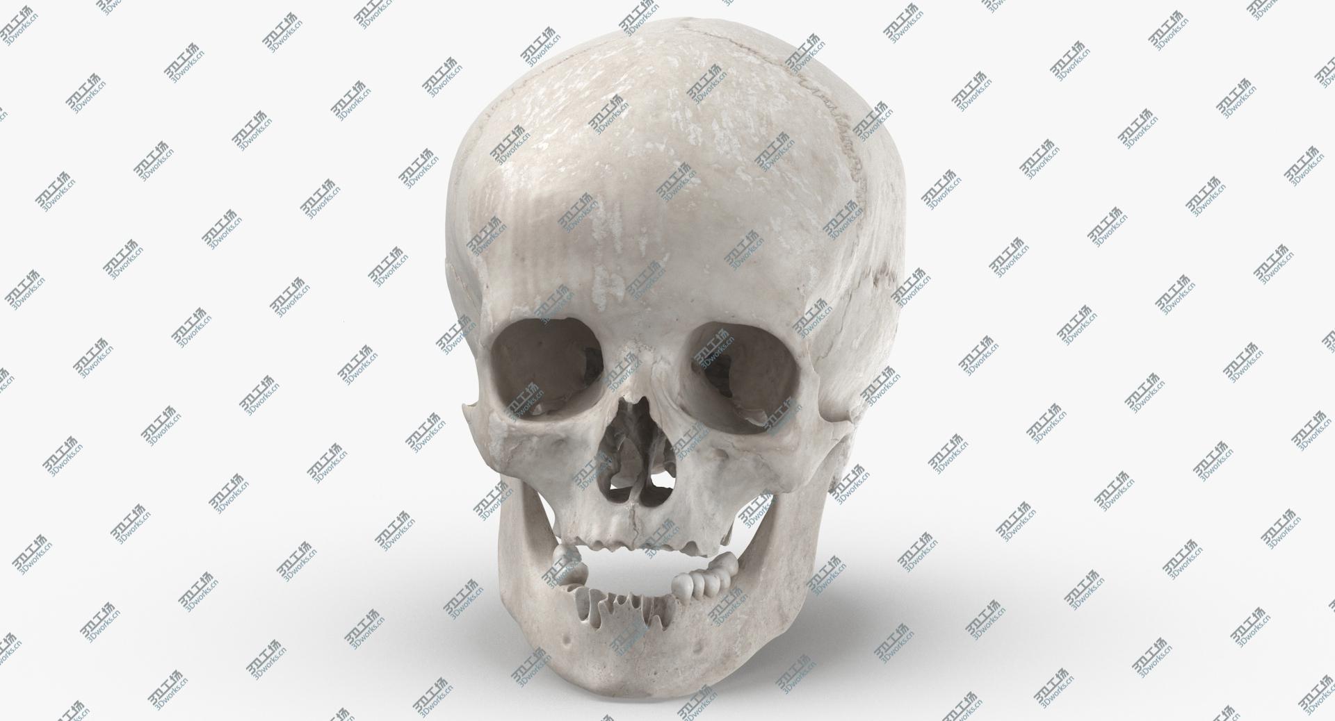 images/goods_img/202105073/Real Human Female Skull With Jaw Damaged 02 White 3D model/4.jpg